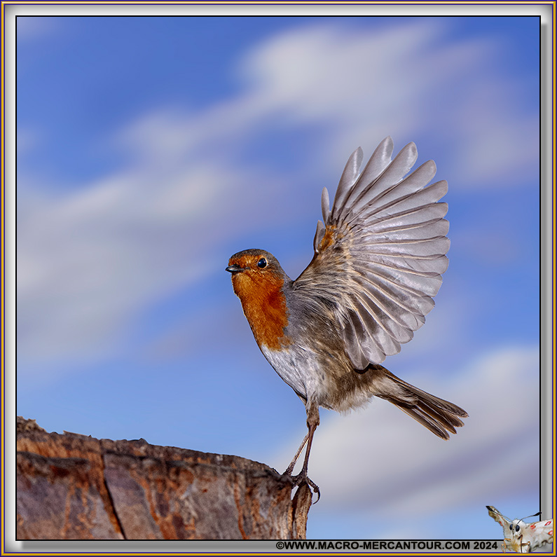 Rouge-Gorge